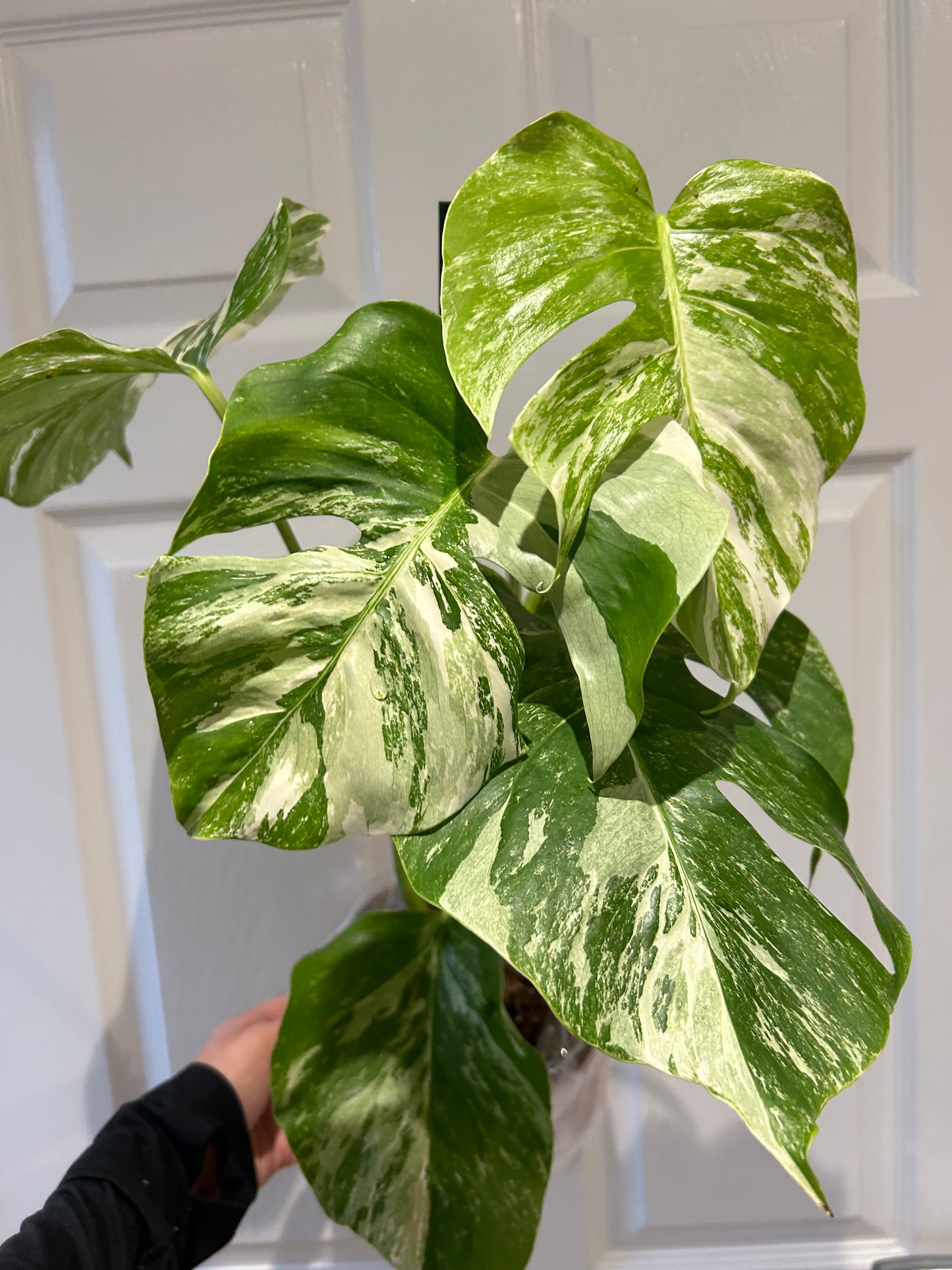 Monstera Variegated ‘Albo’