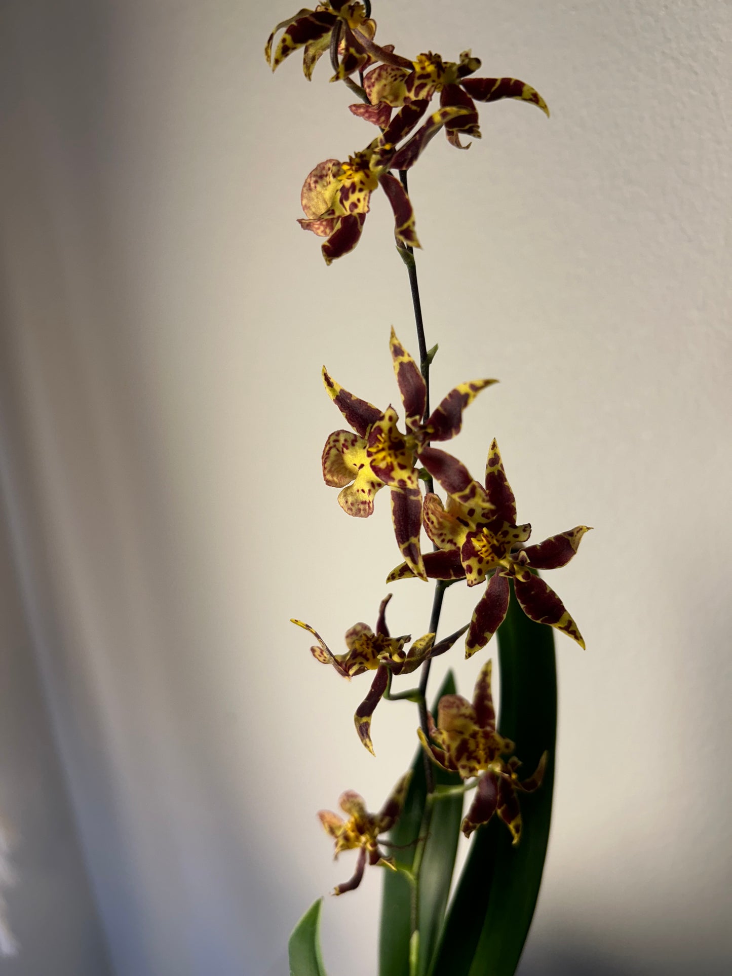 Orchid - Red & Yellow