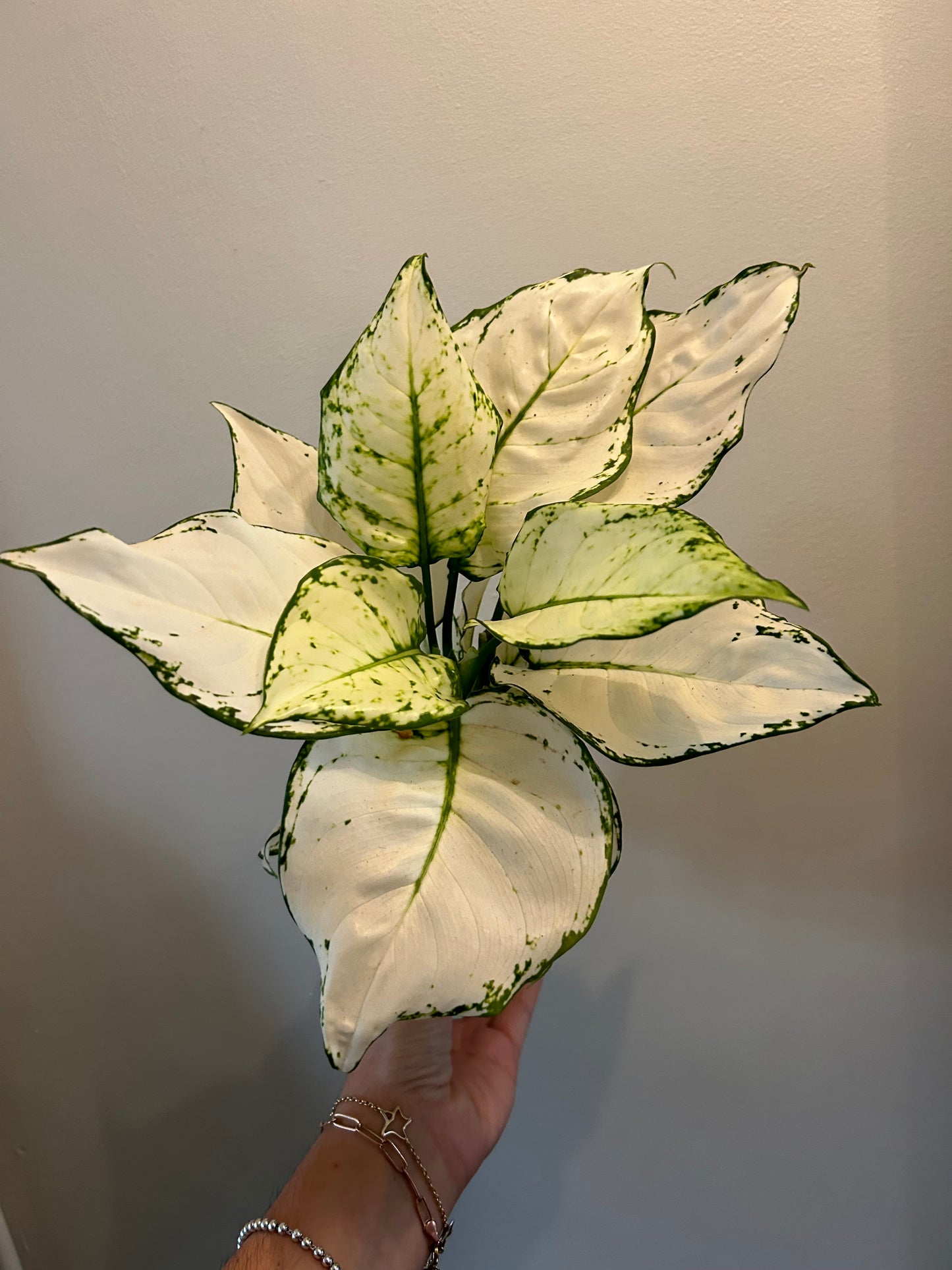 Aglaonema - White Joy