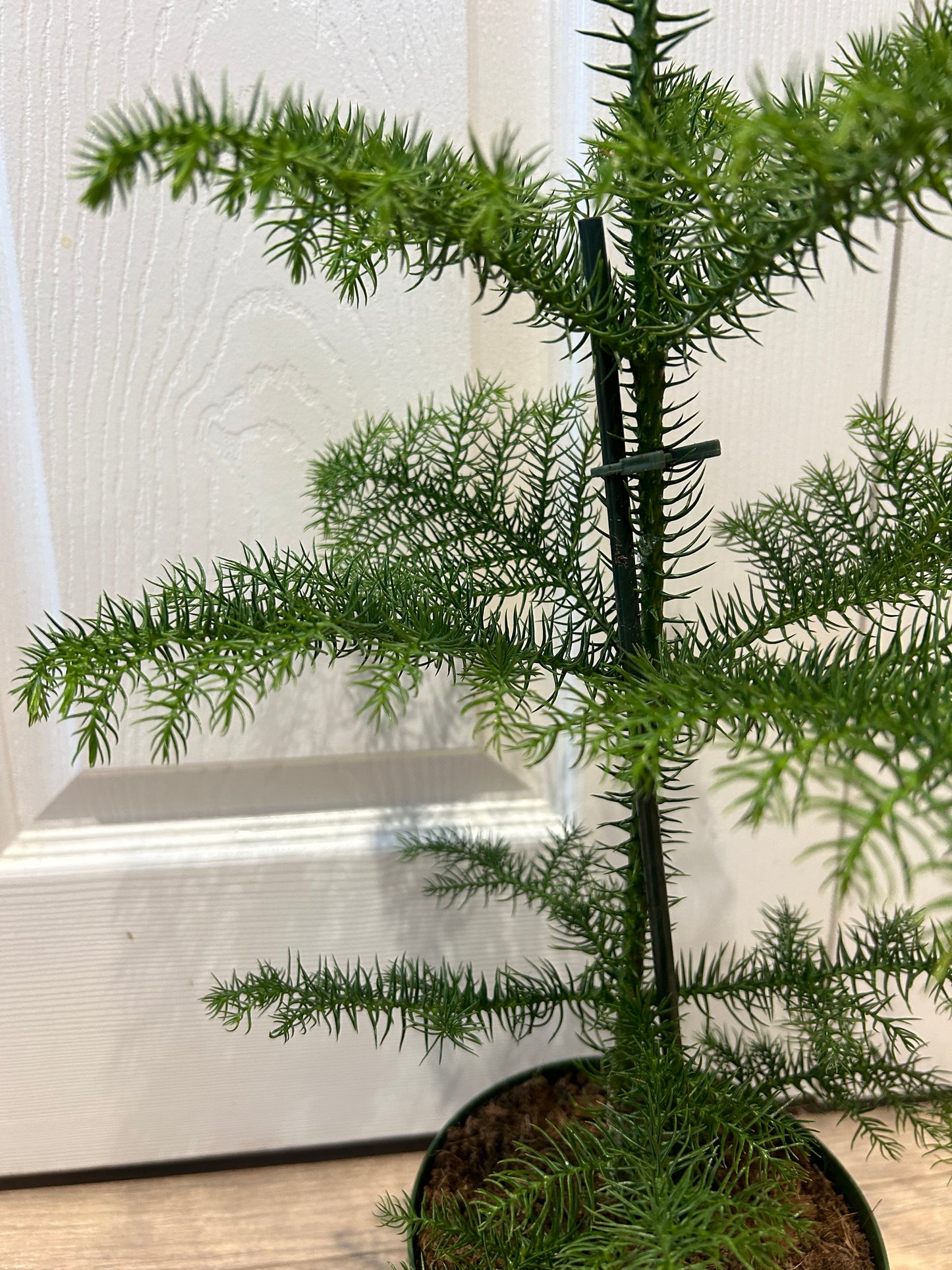 Norfolk Pine