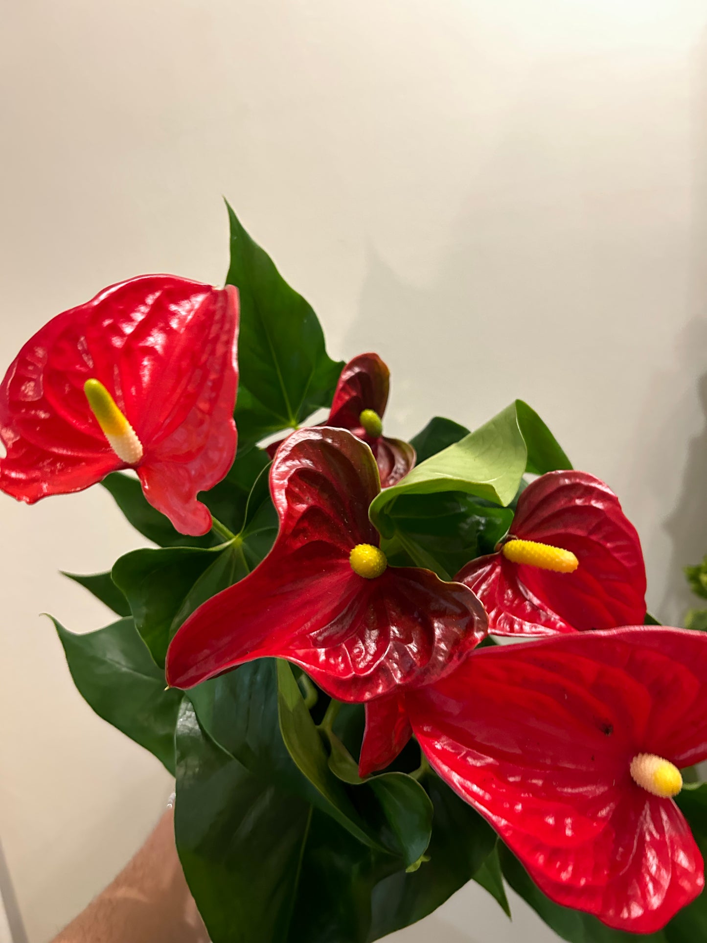 Flamingo Flower Anthurium