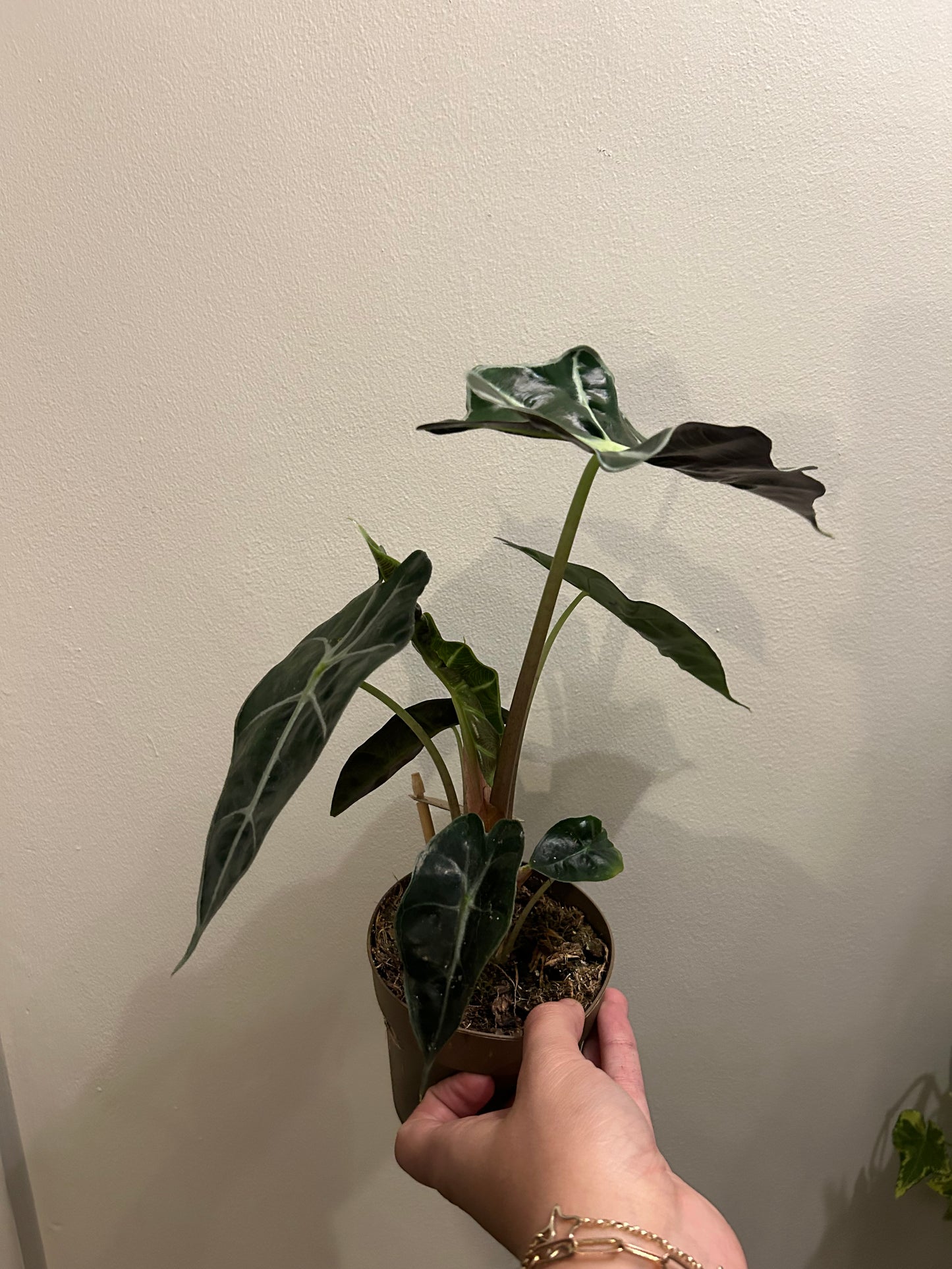 Alocasia Polly