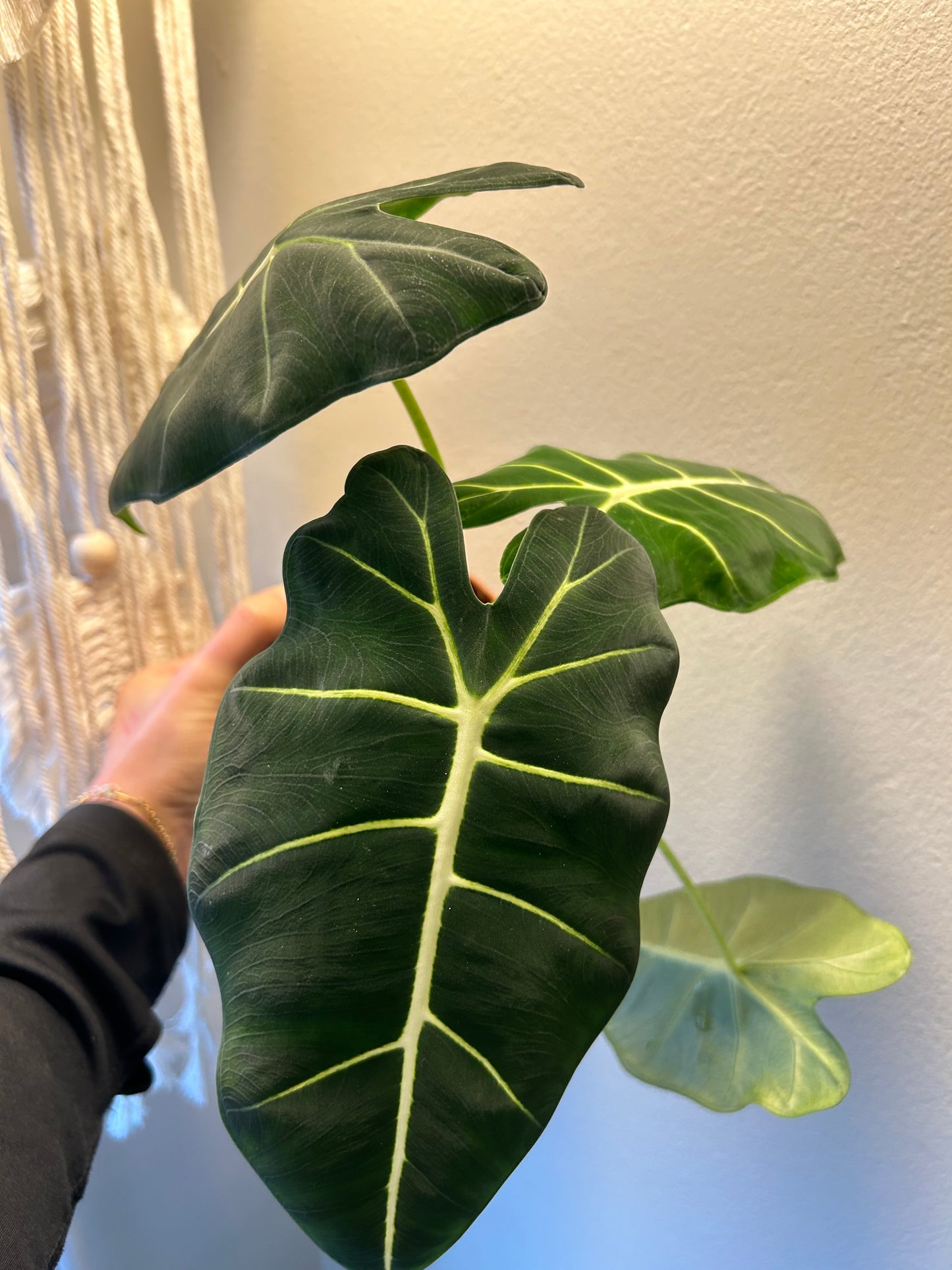 Alocasia Frydek