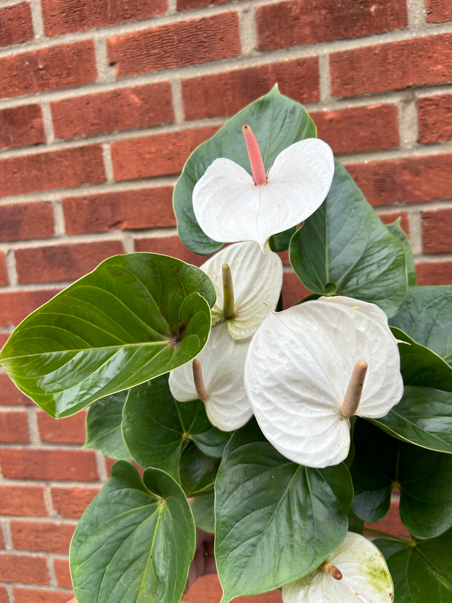 Anthurium - White - 17CM