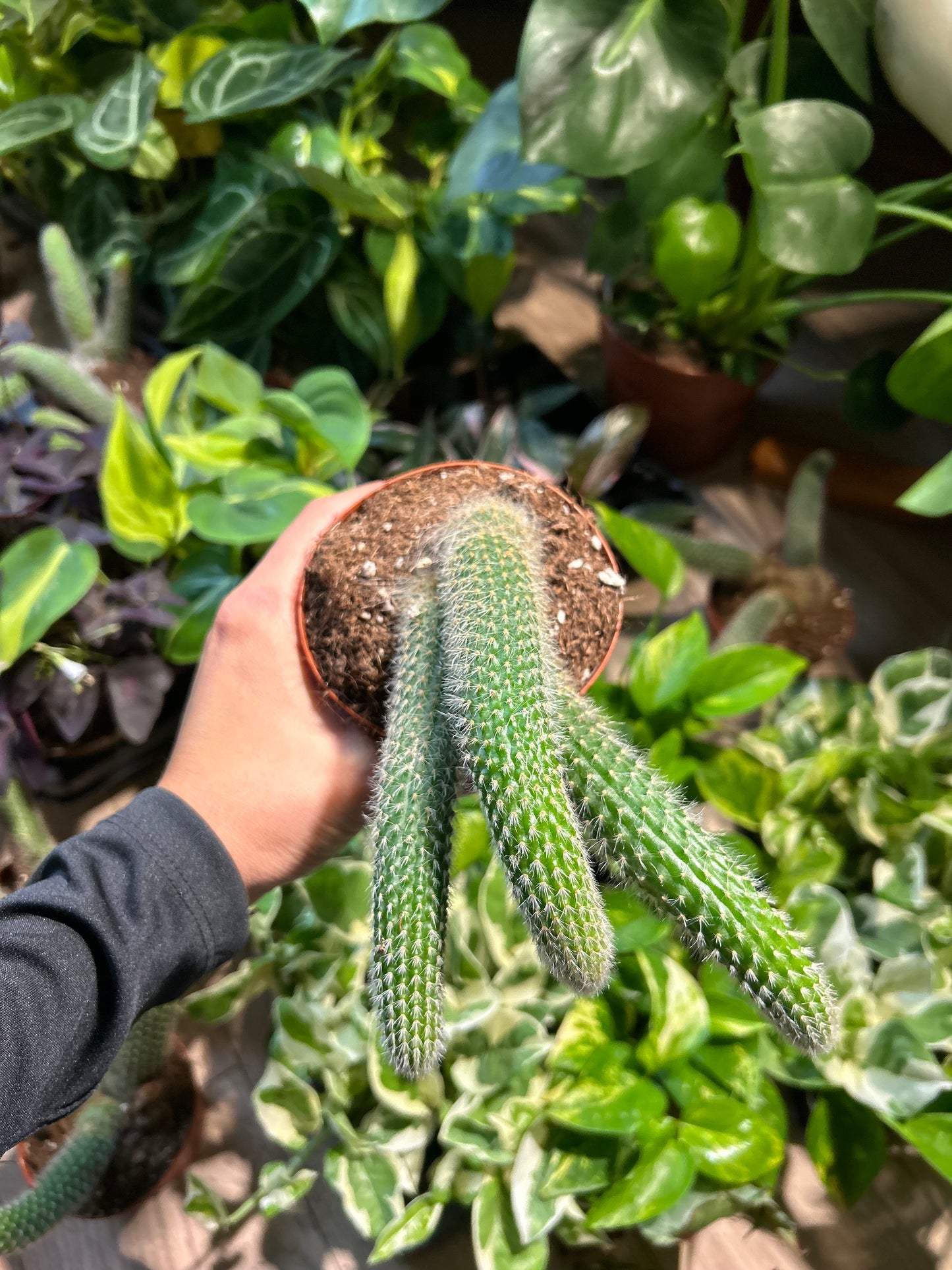 Monkey Tail Cactus