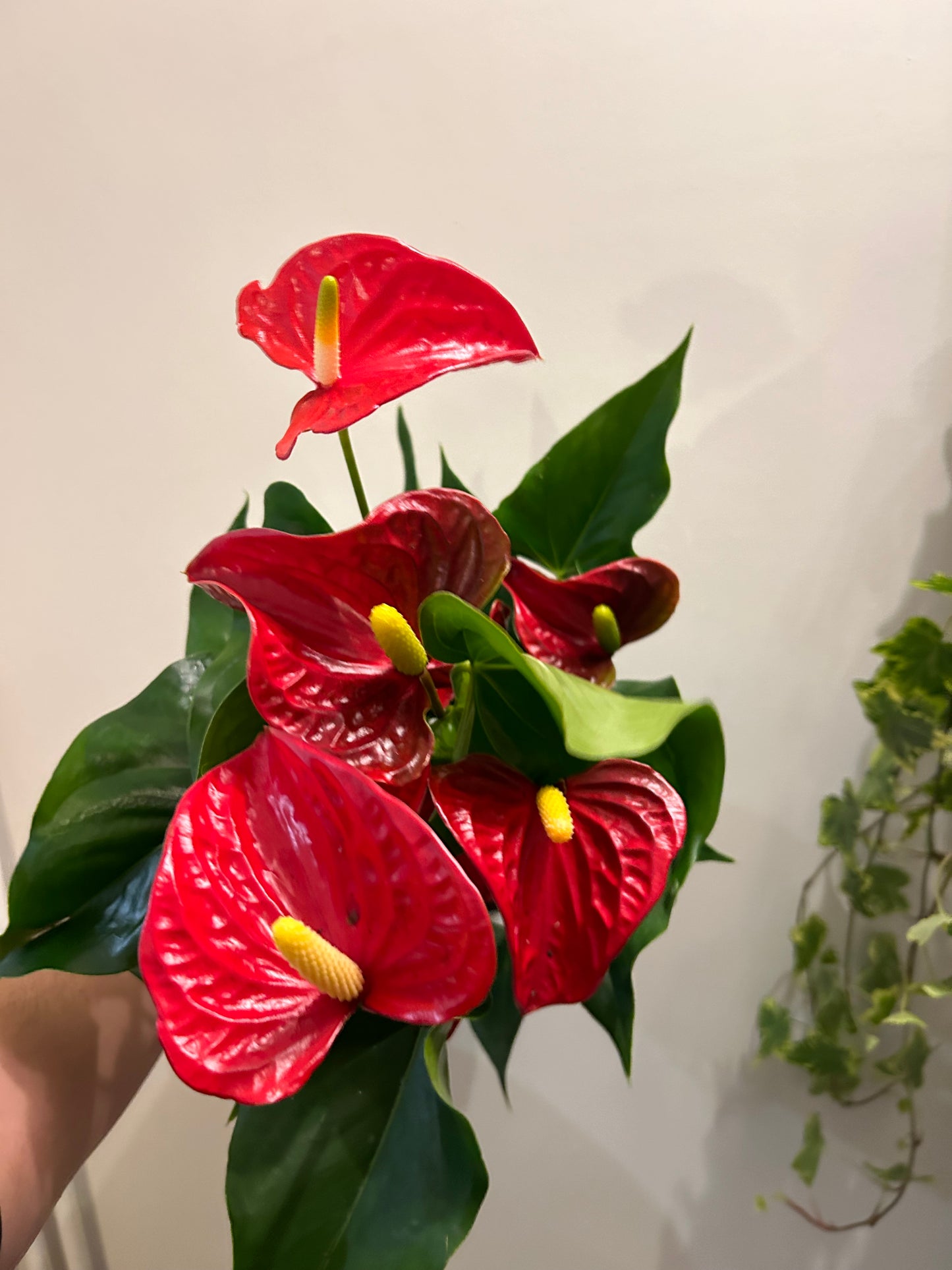 Flamingo Flower Anthurium