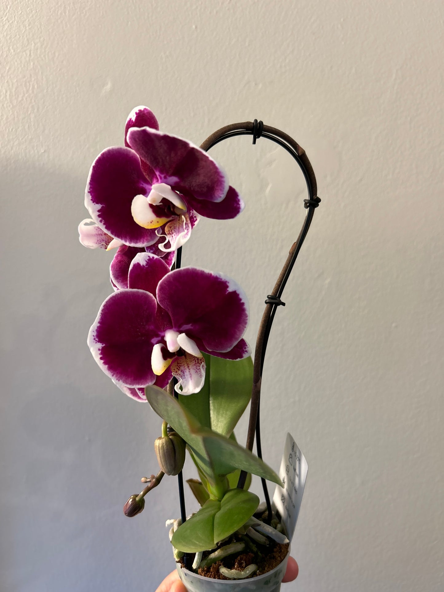 Orchid