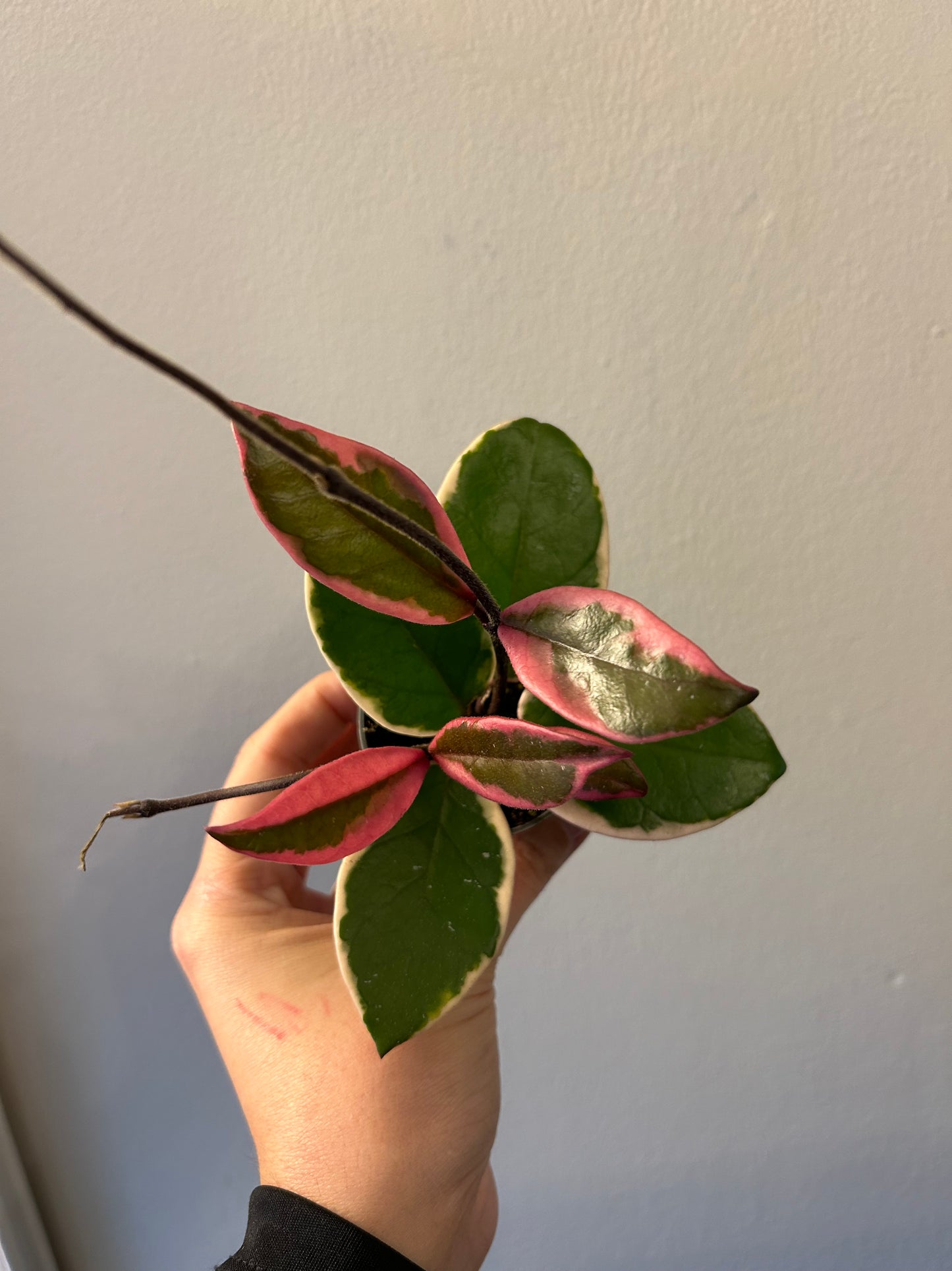 Hoya Flamingo Dream