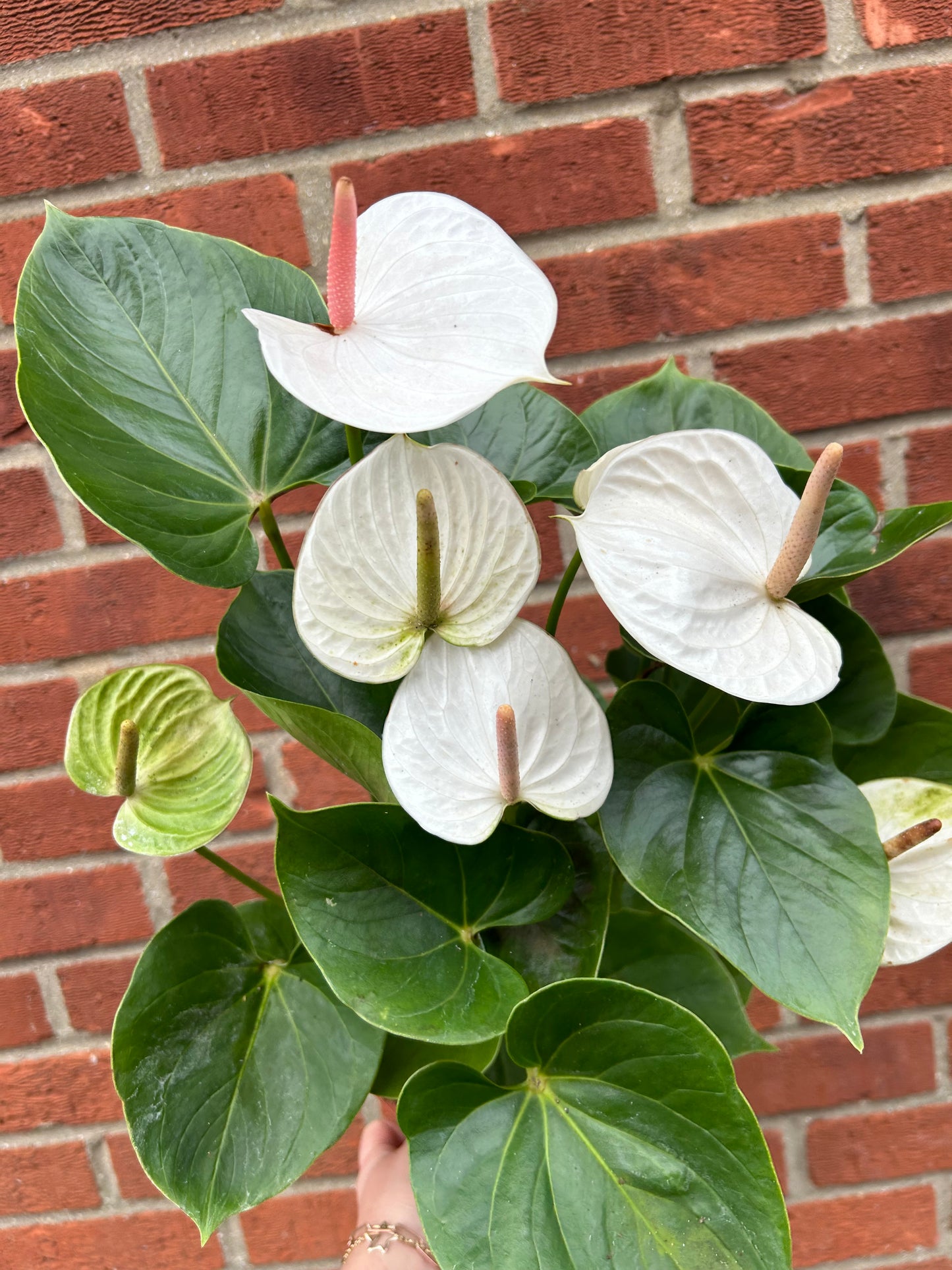 Anthurium - White - 17CM