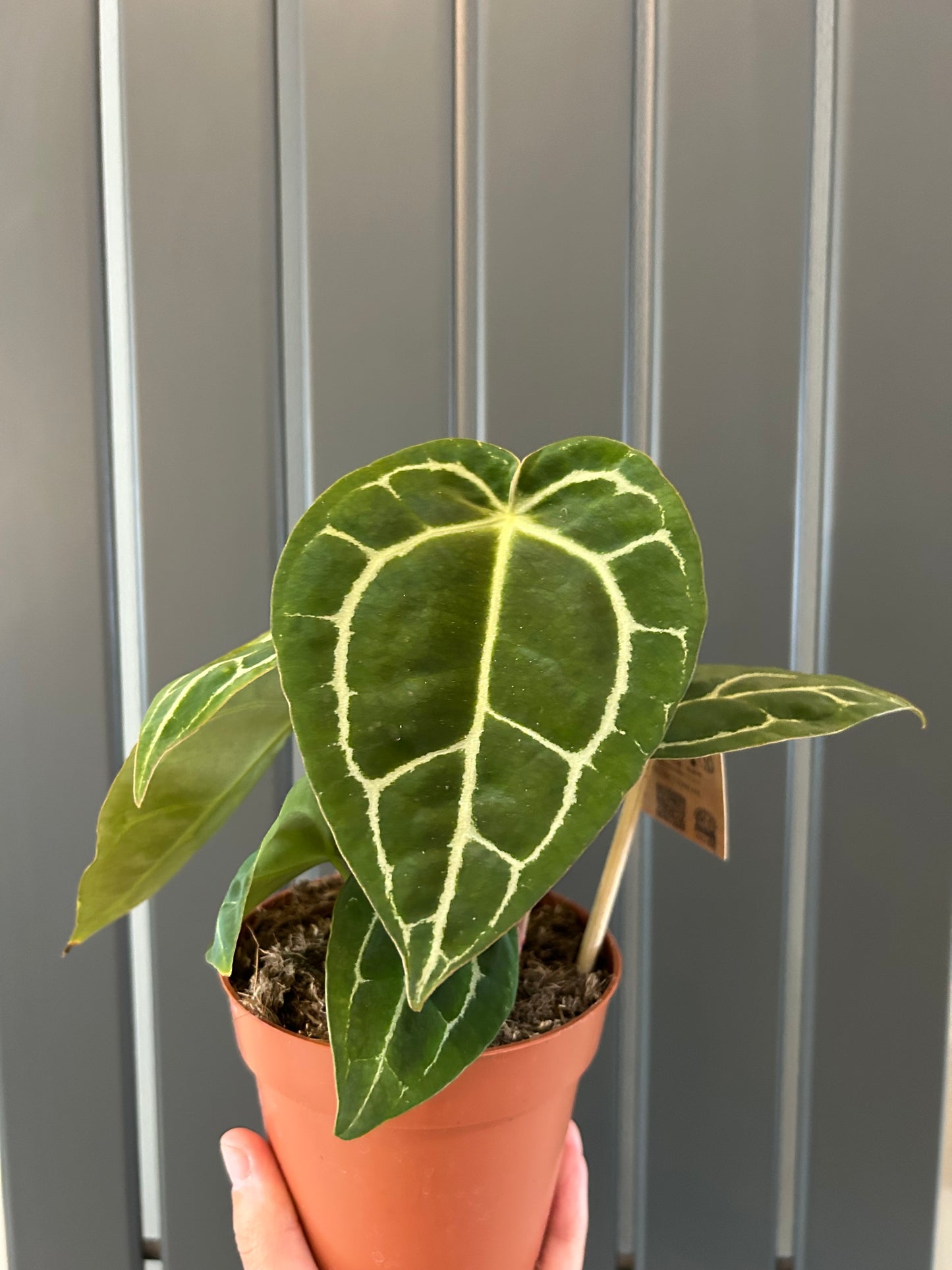 Anthurium Chrystallinum