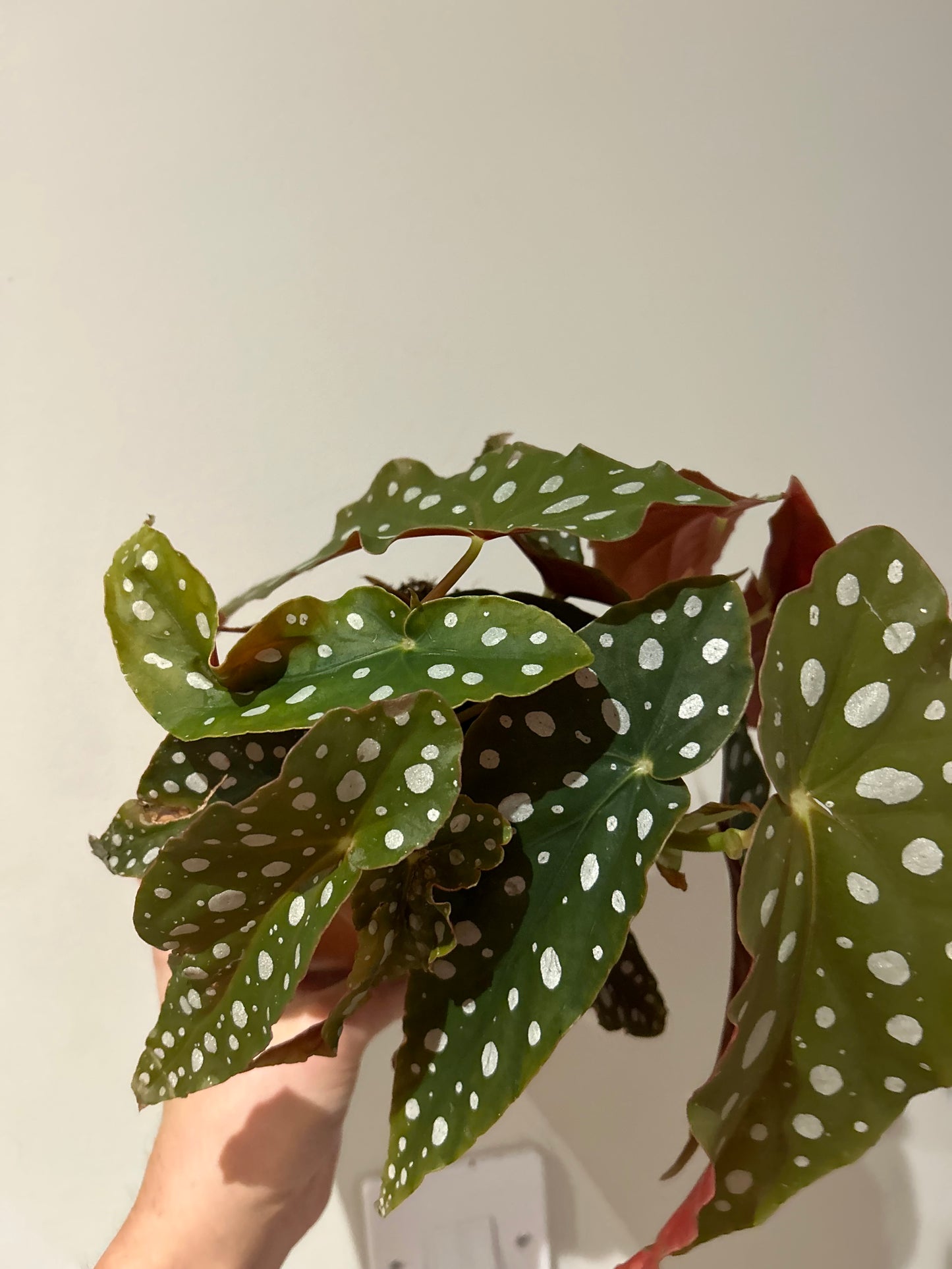 Begonia Maculata Polka Dot