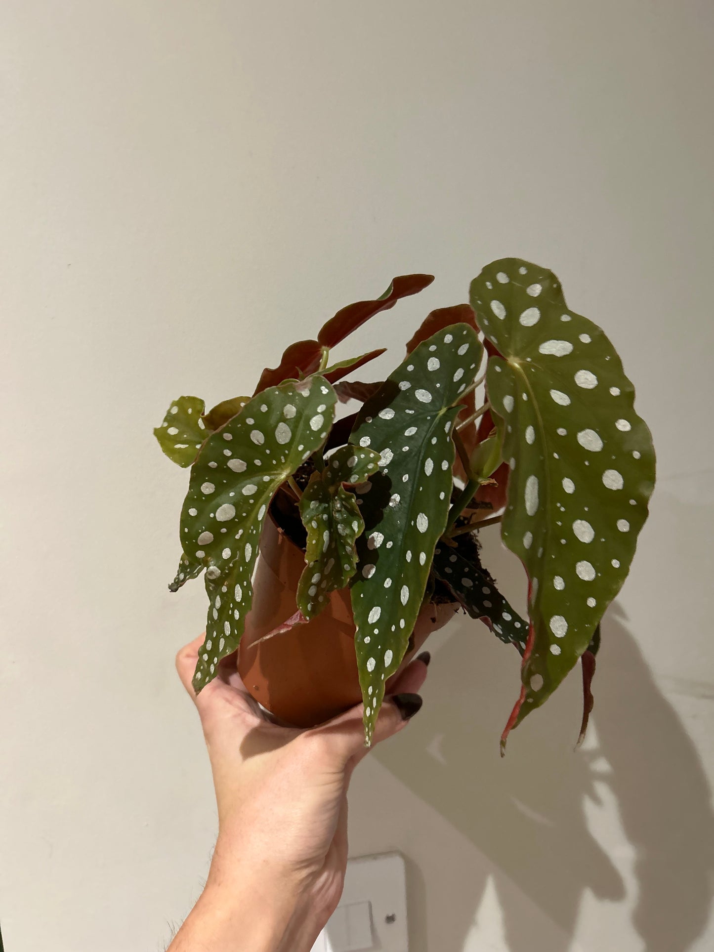 Begonia Maculata Polka Dot