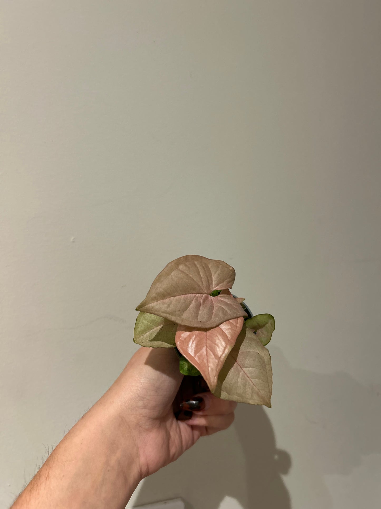 Syngonium Neon - 6cm