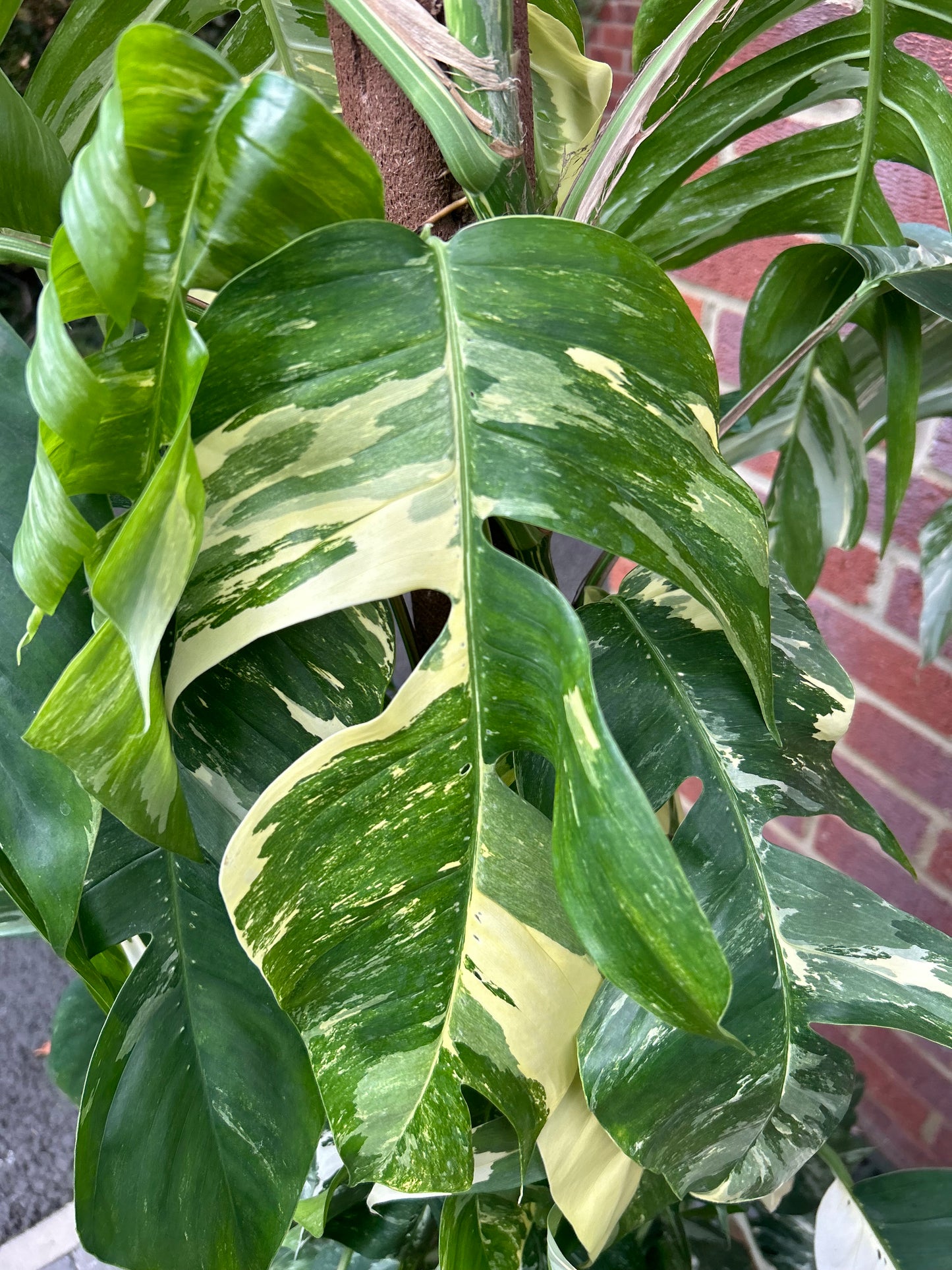 Variegated Epipremnum Pinnatum