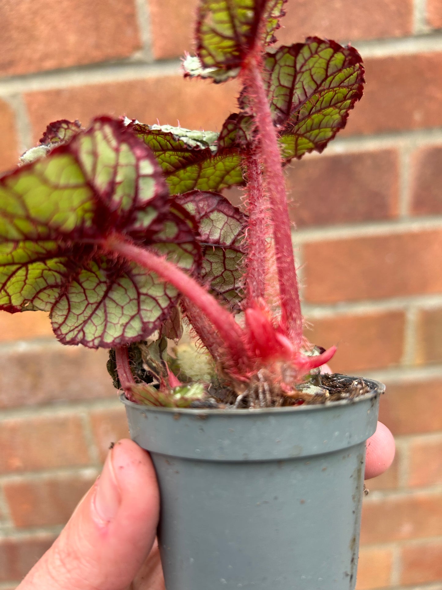 Begonia - 6cm