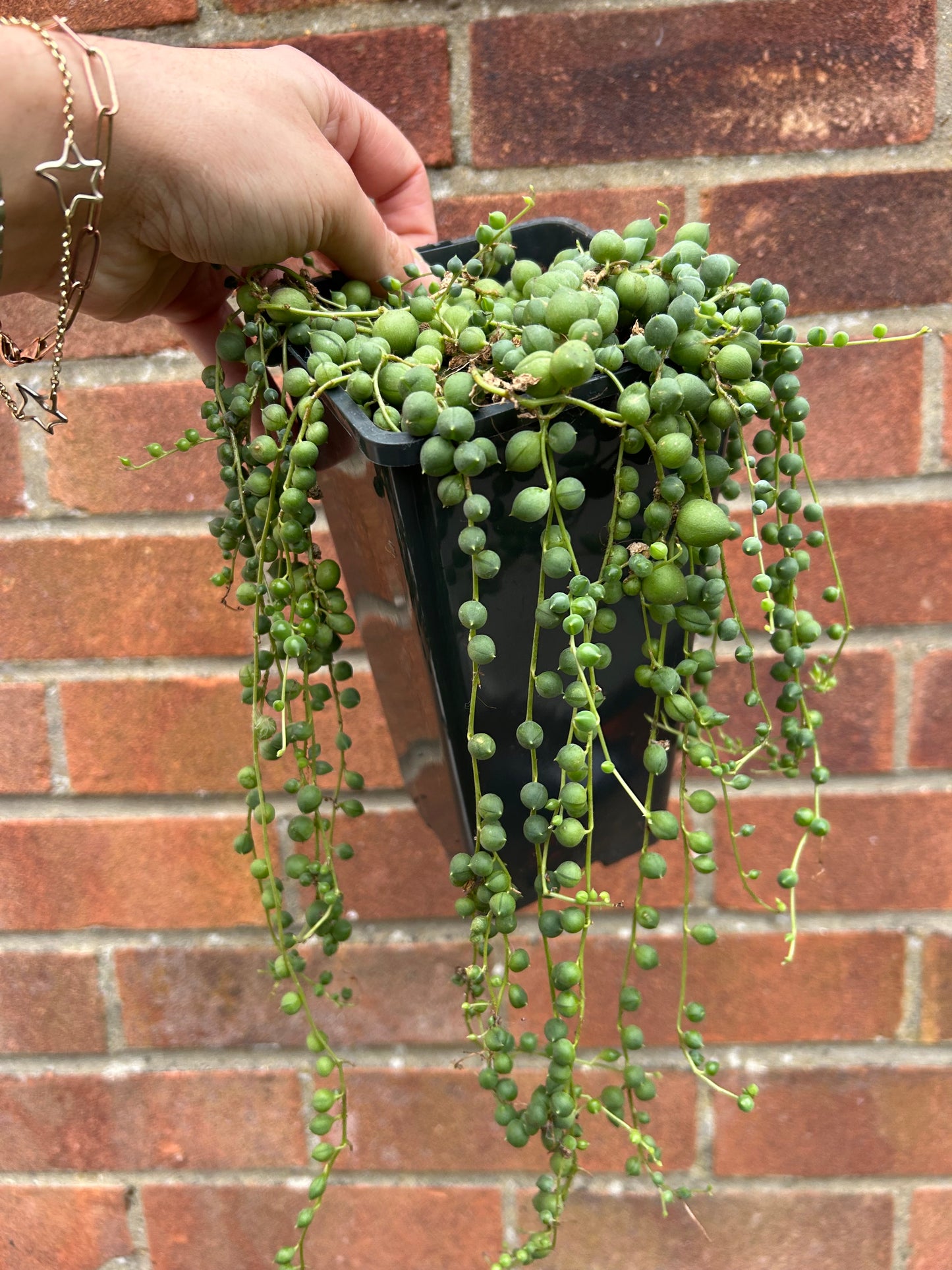 String Of Pearls