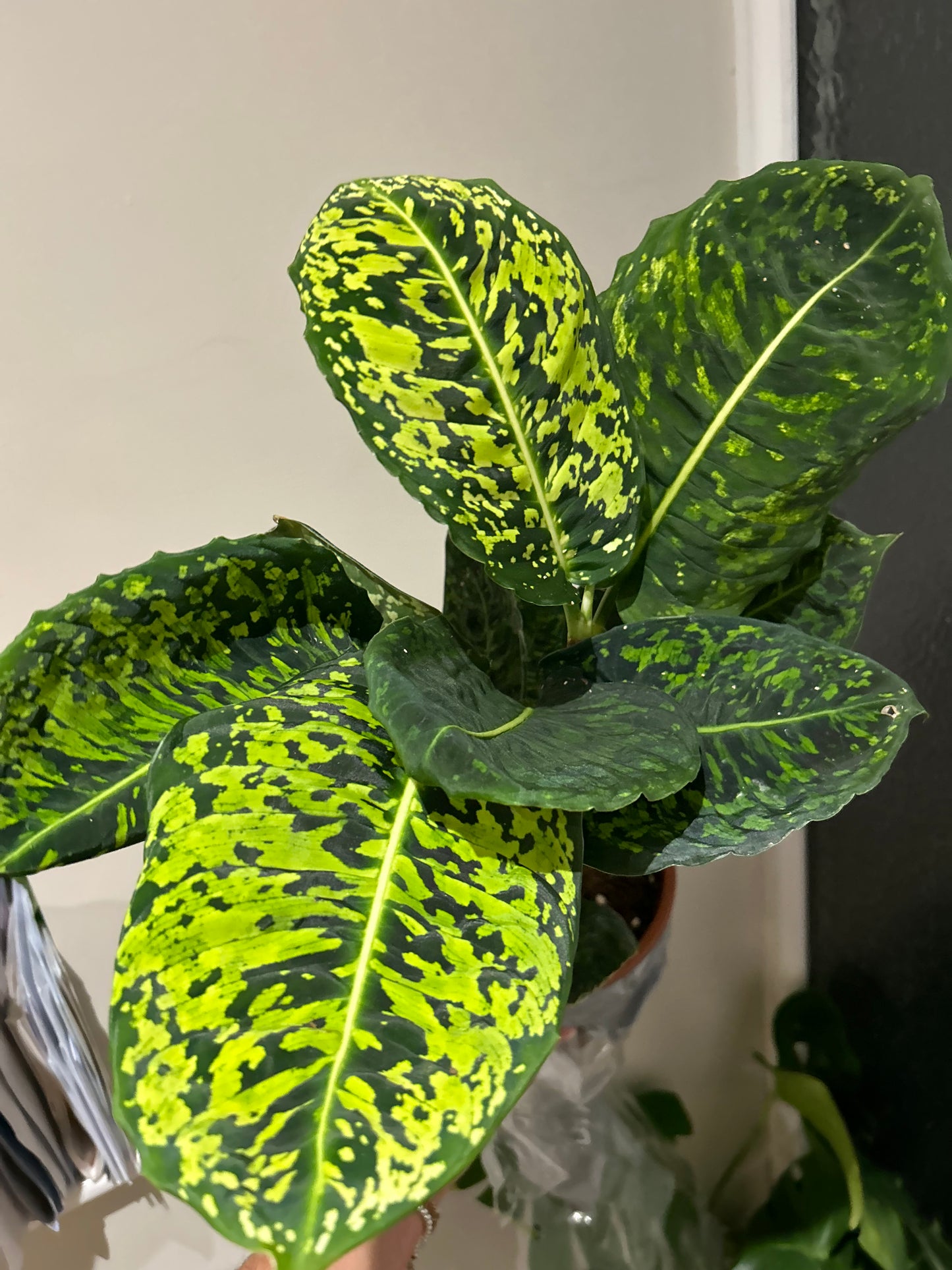 Dieffenbachia Reflector