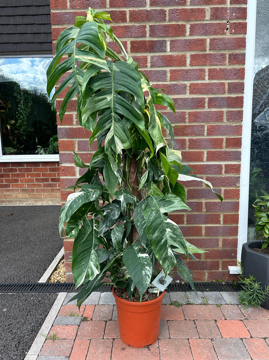 Variegated Epipremnum Pinnatum