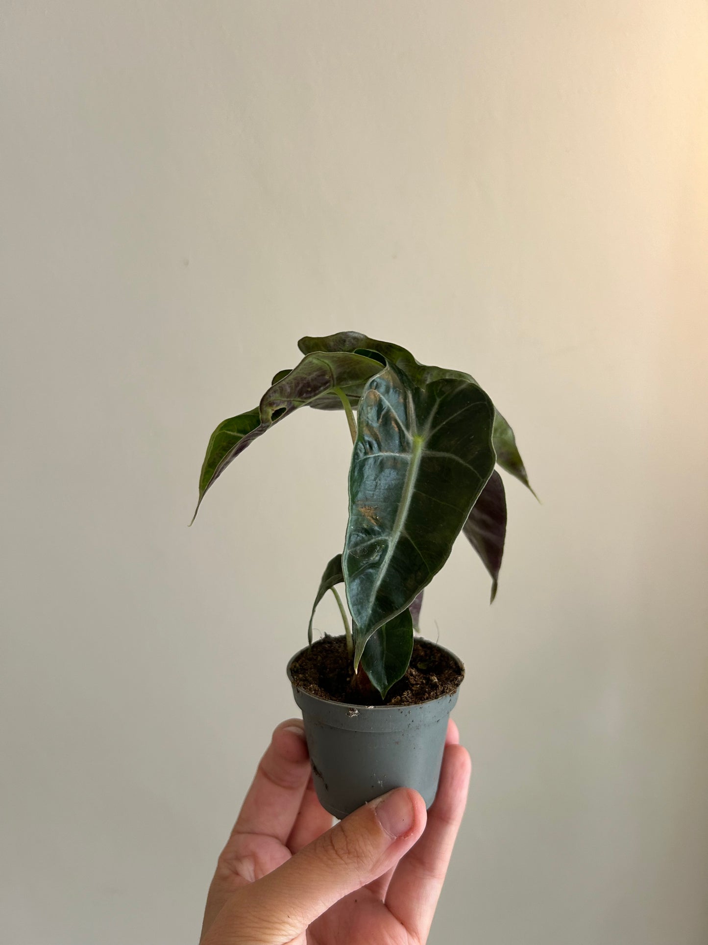 Alocasia Polly