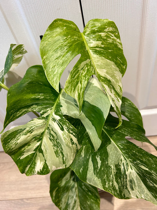 Monstera Variegated ‘Albo’