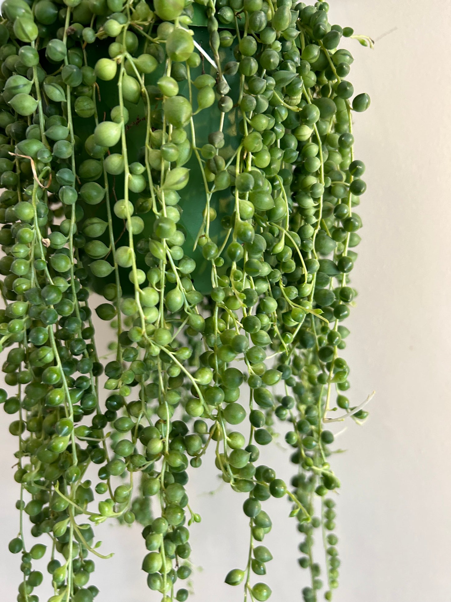 String Of Pearls