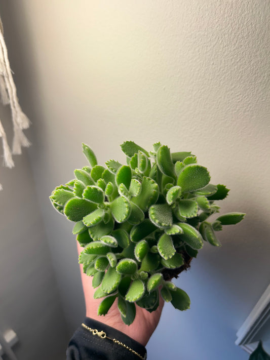 Cotyledon Tomentosa - Bear Paws