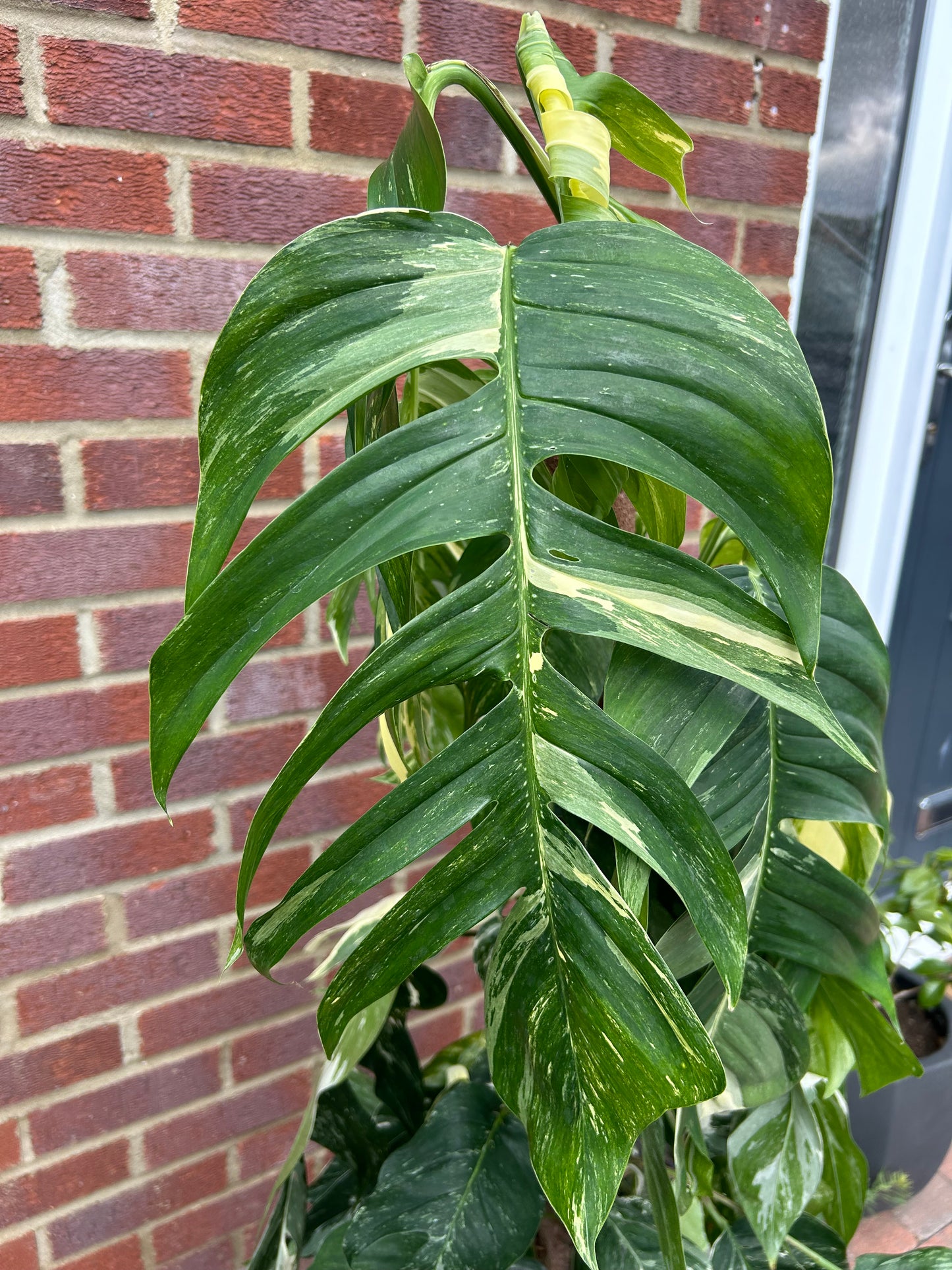 Variegated Epipremnum Pinnatum