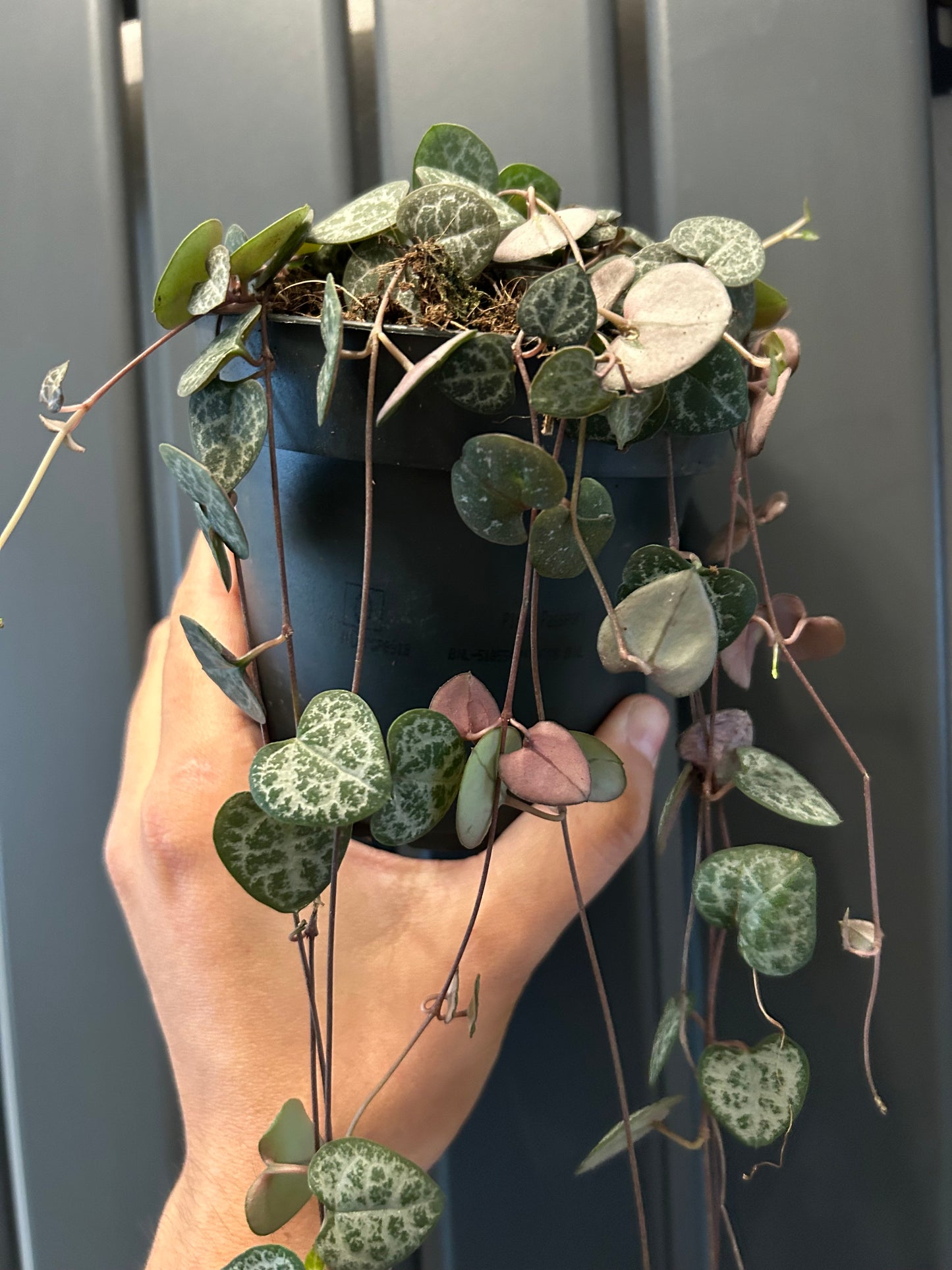 String of hearts