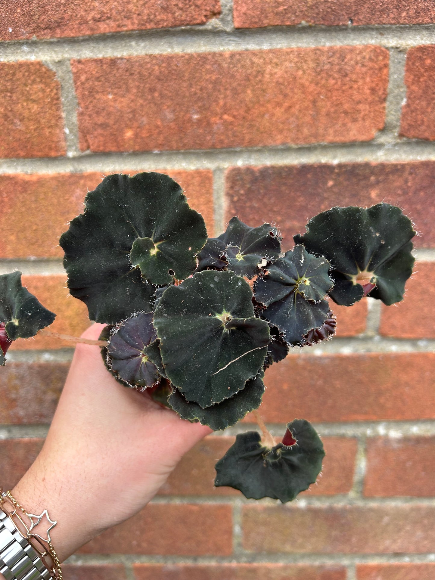 Begonia - 6cm