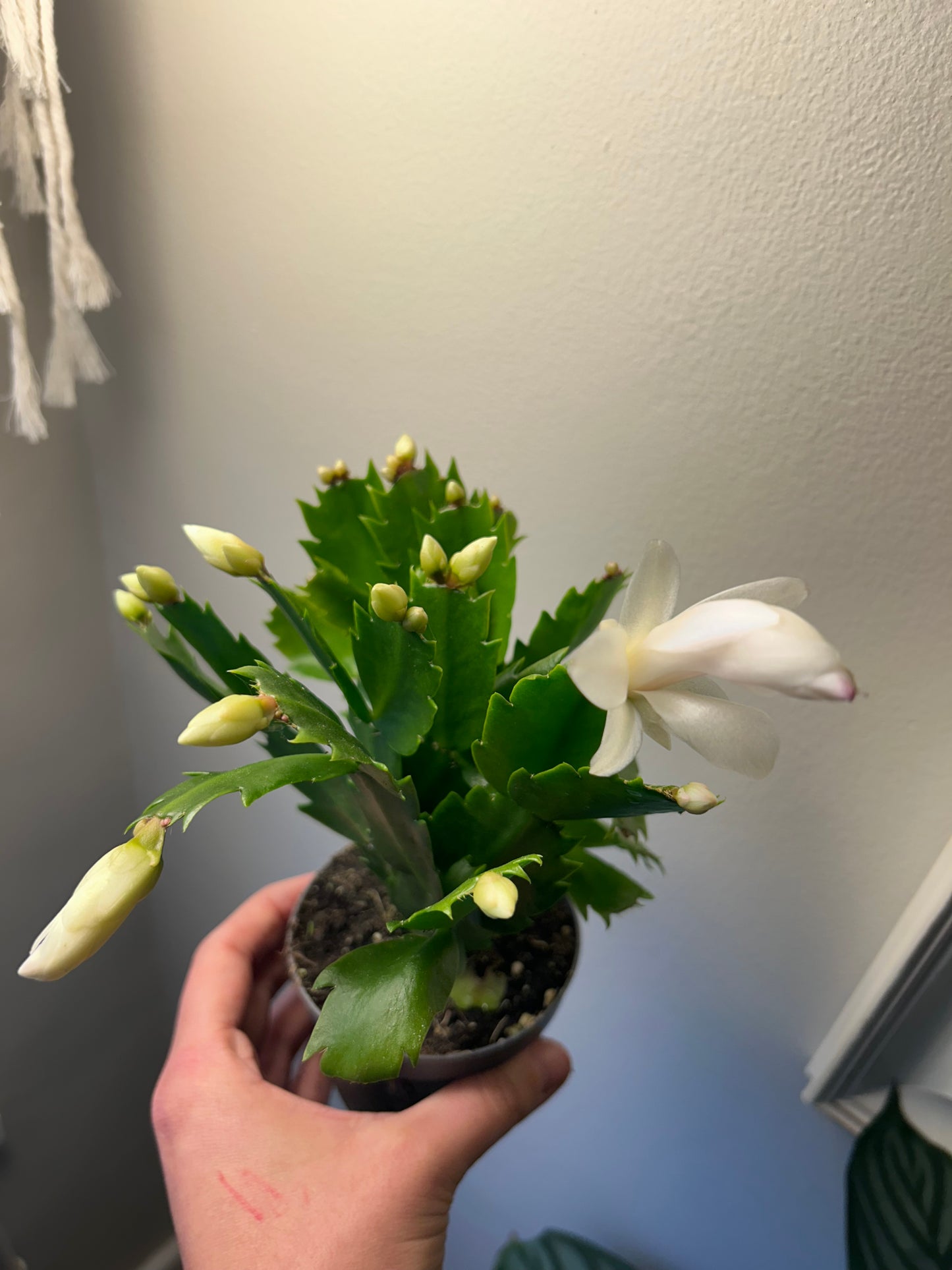 Christmas Cactus - White