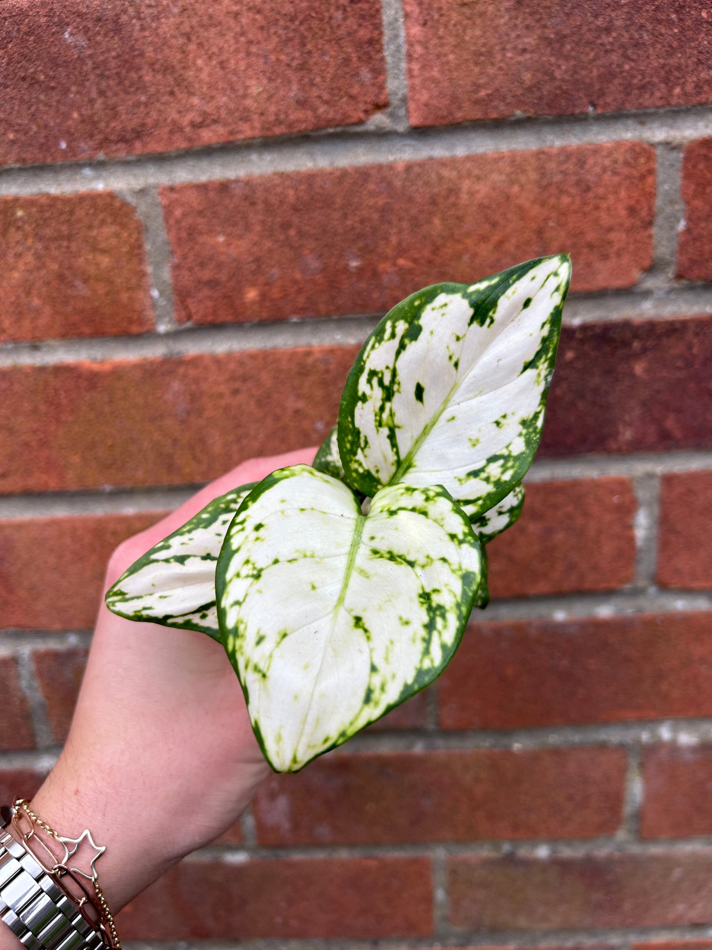 Aglaonema White Joy