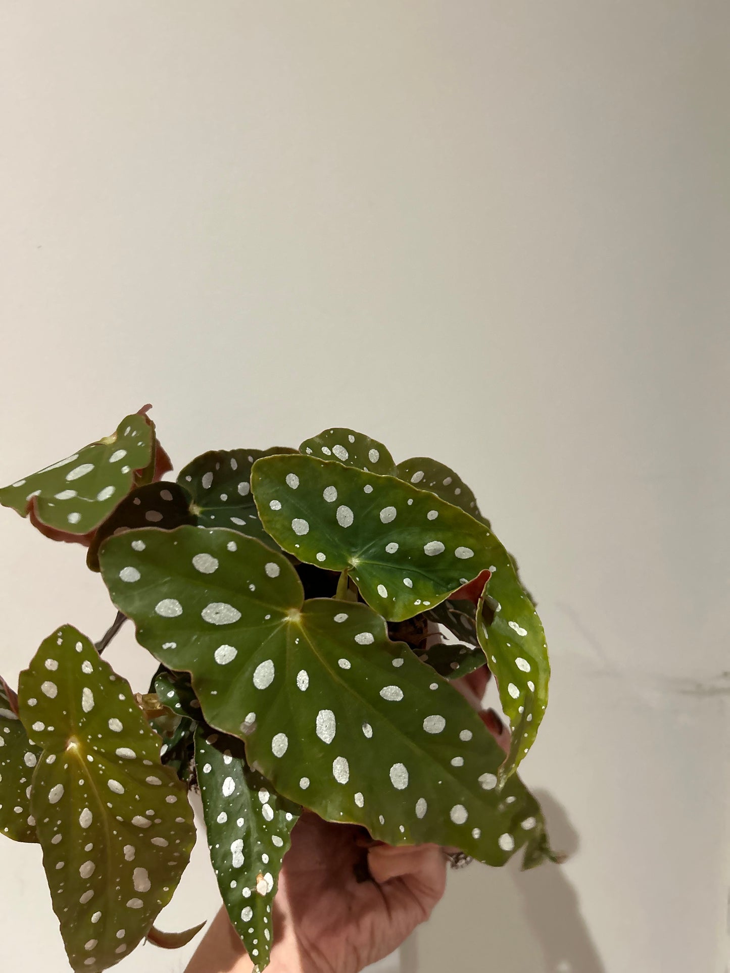 Begonia Maculata Polka Dot