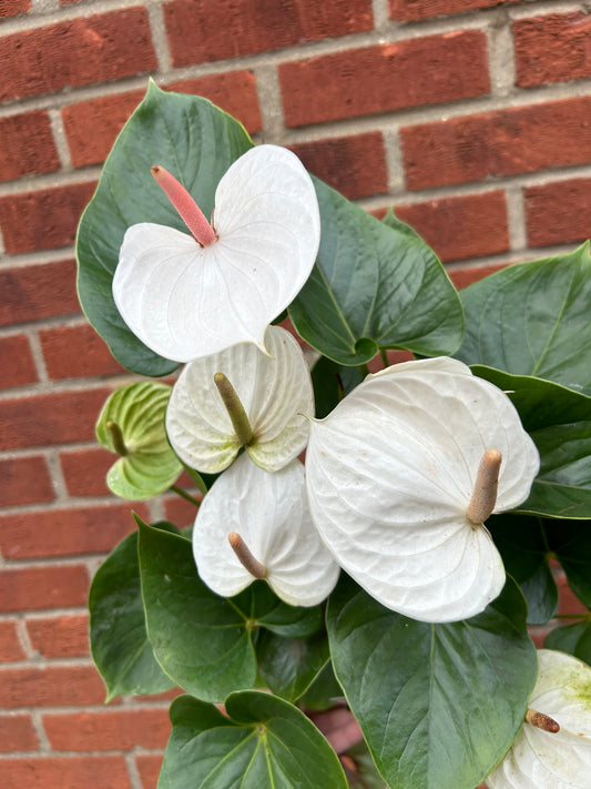 Anthurium - White - 17CM