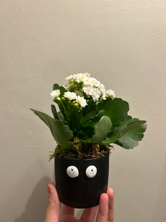 Kalanchoe in Pot - Black