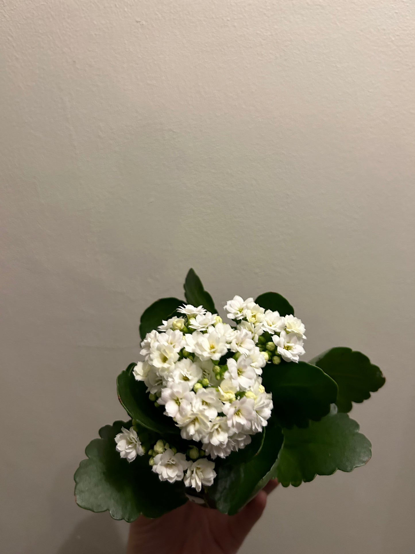 Kalanchoe in Pot - Grey