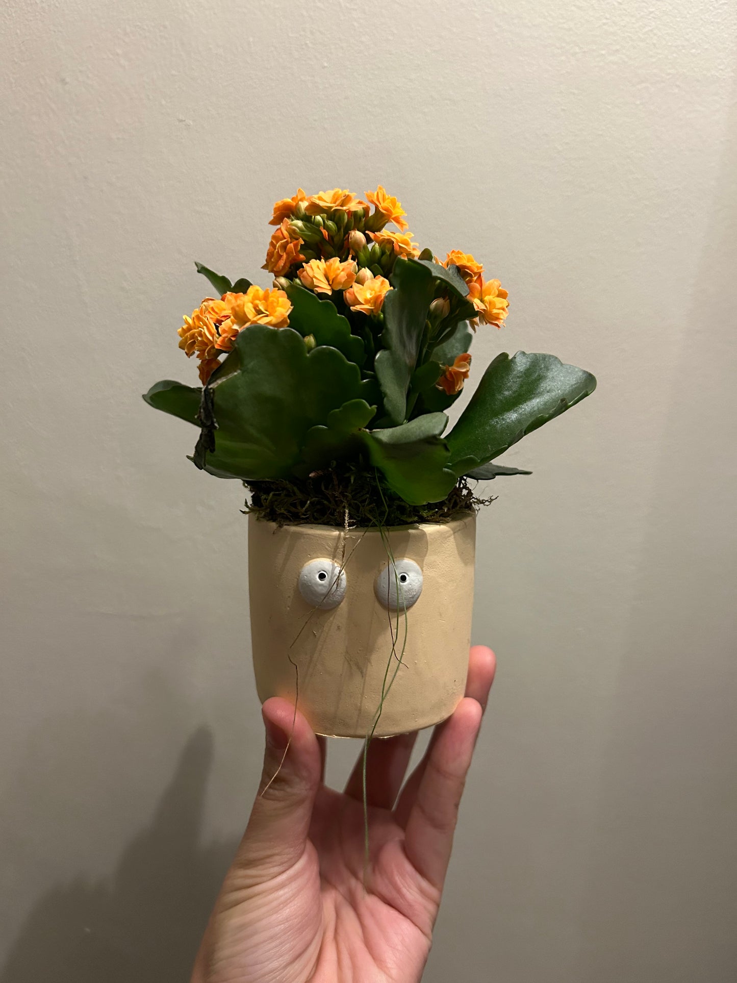 Kalanchoe in Pot - Beige