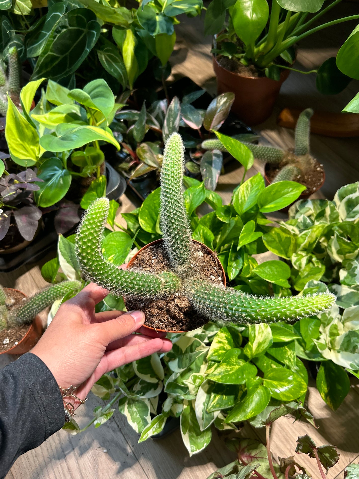 Monkey Tail Cactus