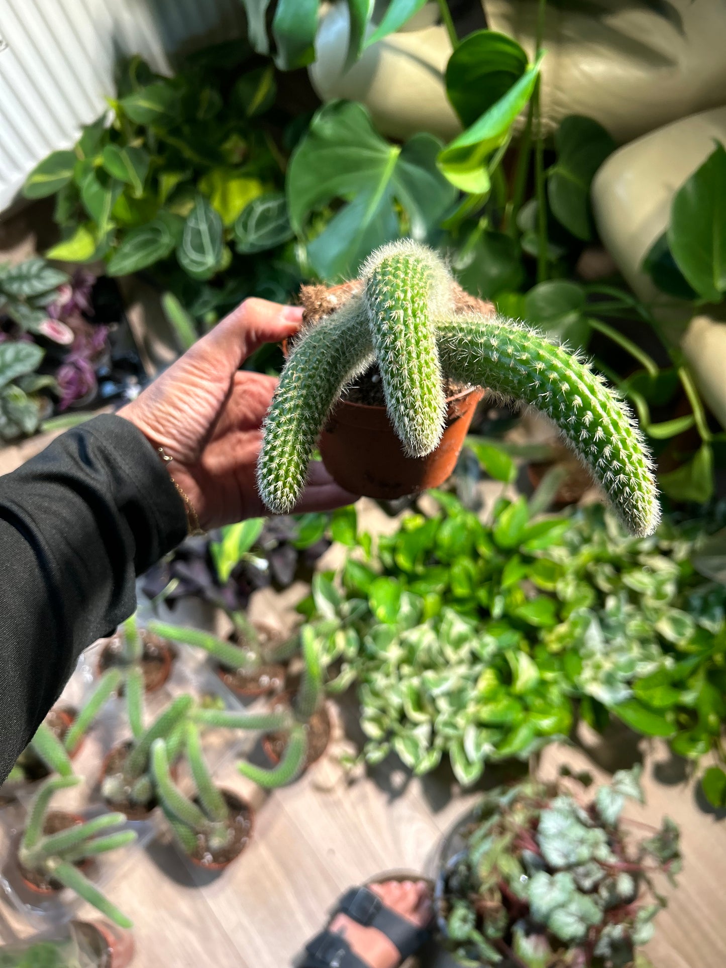 Monkey Tail Cactus