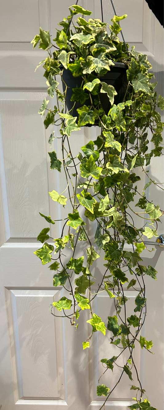 Variegated Ivy - Hanging