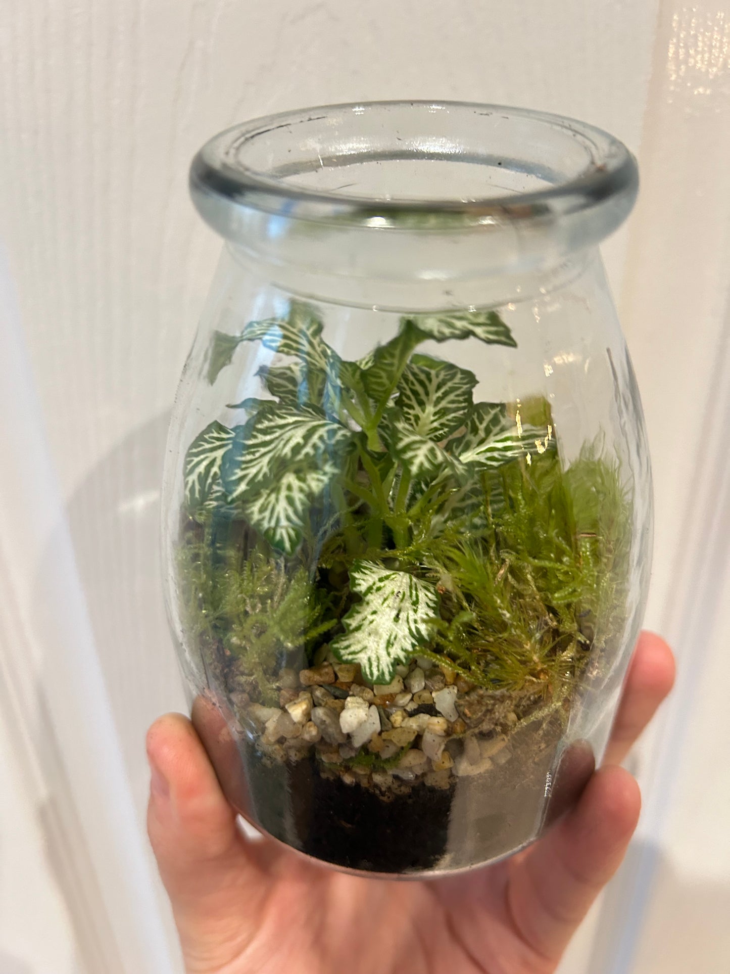 Terrarium