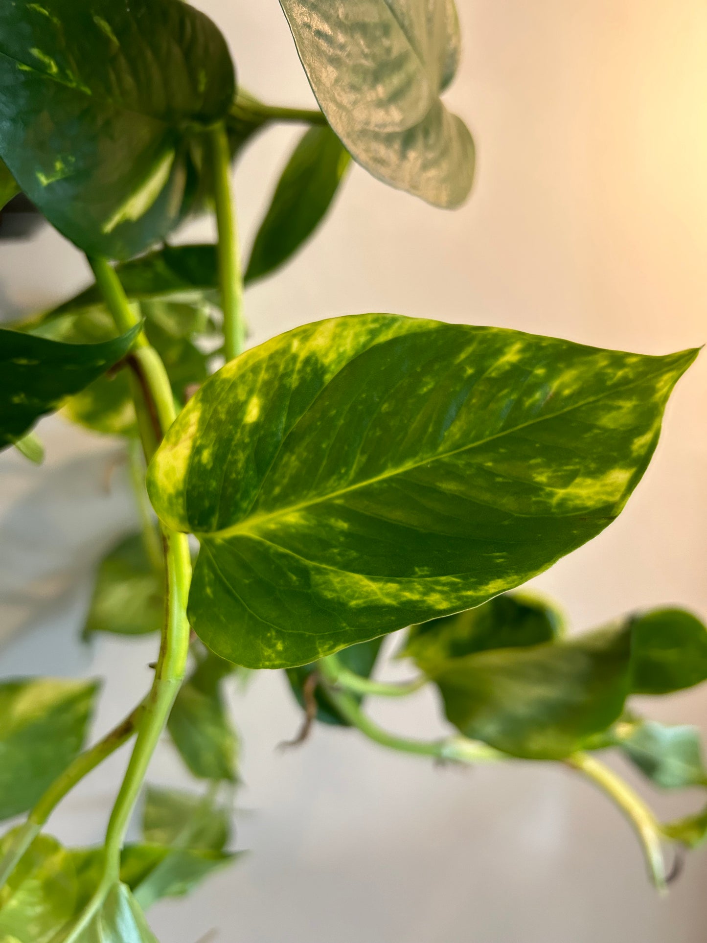 Golden Pothos Hanging