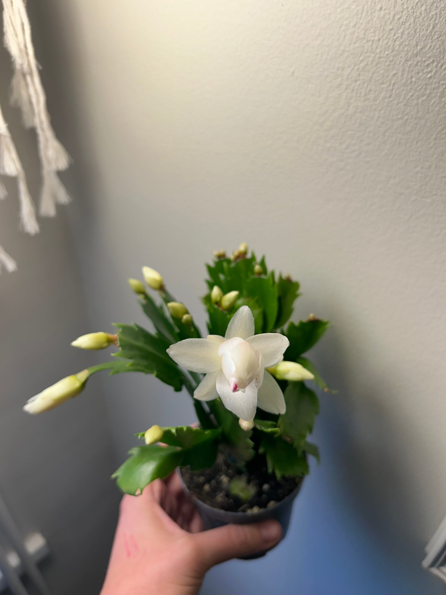 Christmas Cactus - White