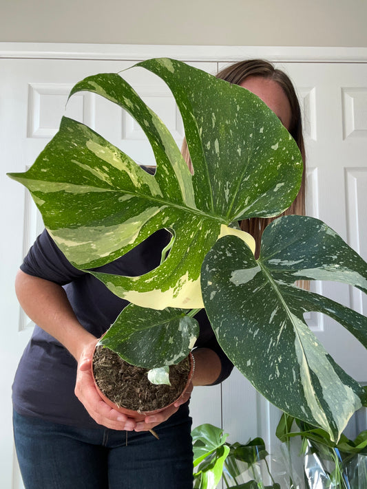 Monstera Thai Constellation