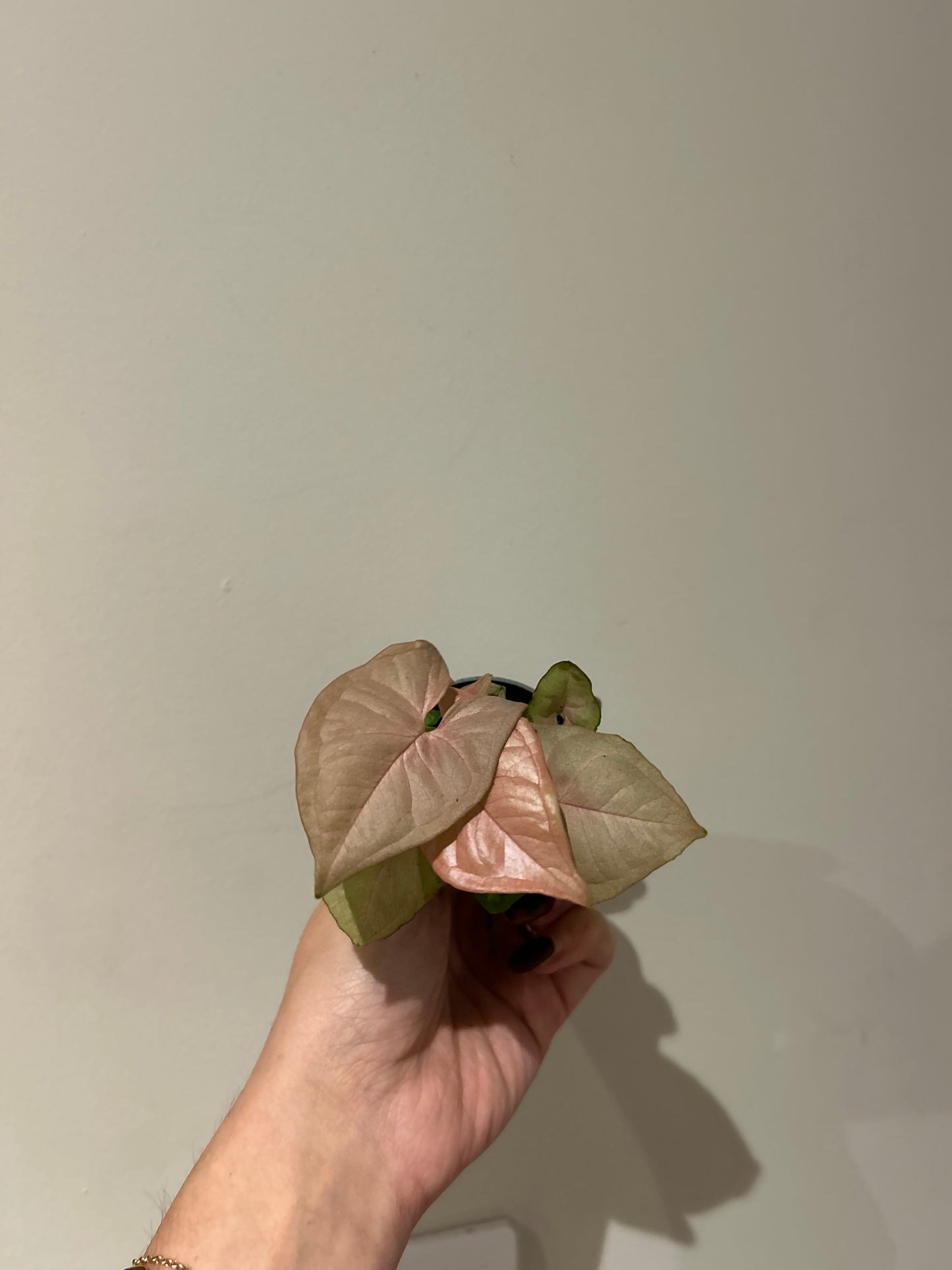 Syngonium Neon - 6cm