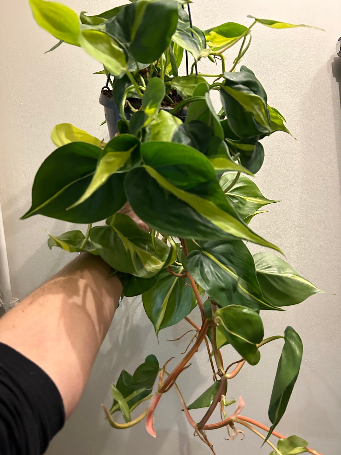 Philodendron Brasil - Hanging