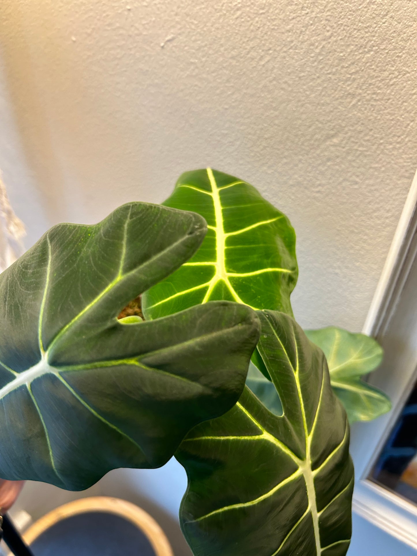 Alocasia Frydek