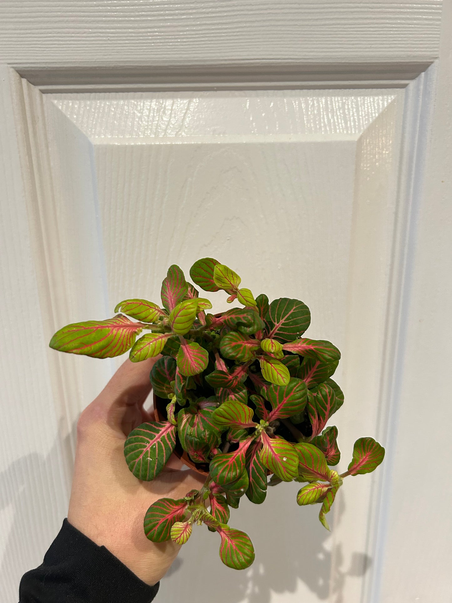 Fittonia - Nerve Plant