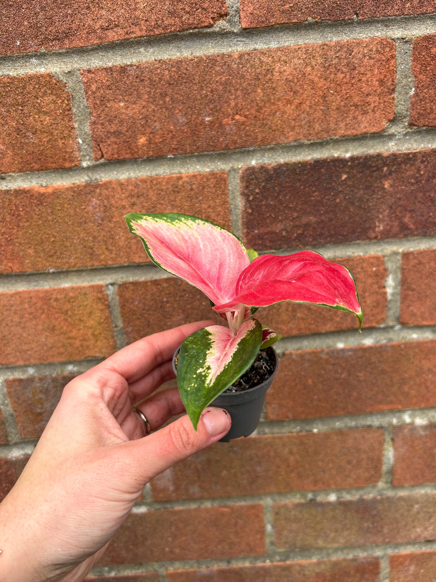 Aglaonema