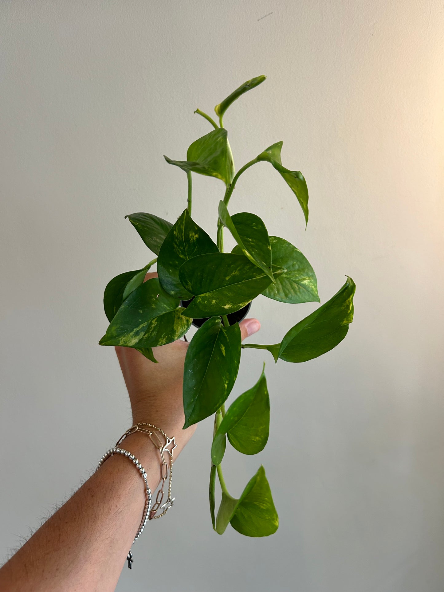 Golden Pothos