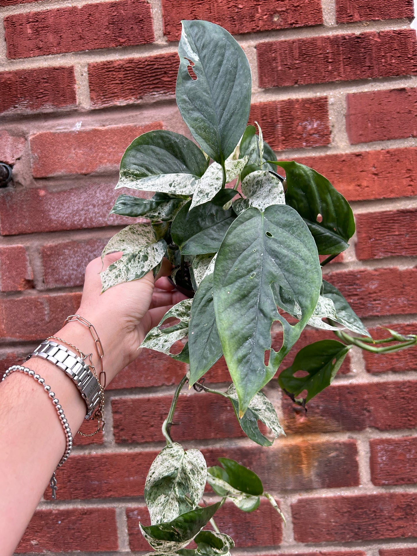 epipremnum pinnatum variegated - 12CM